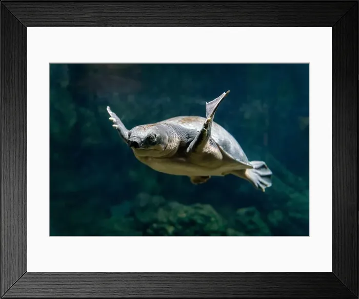 Framed Print : Pig-nosed turtle swimming - Carettochelys insculpta Framed Print : Pig-nosed turtle swimming - Carettochelys insculpta