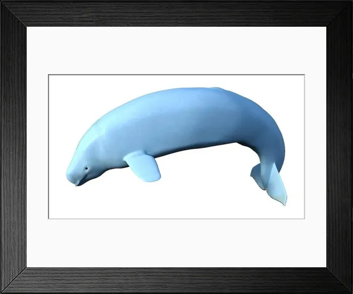 Framed Print : 3D rendering of a female beluga white whale isolated on white background Framed Print : 3D rendering of a female beluga white whale isolated on white background