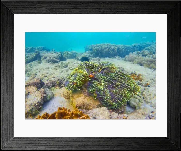Framed Print : Clown fish Amphiprion ocellaris swim fish in polyps poisonous dangerous anemones in symbiotic neighborhood Framed Print : Clown fish Amphiprion ocellaris swim fish in polyps poisonous dangerous anemones in symbiotic neighborhood