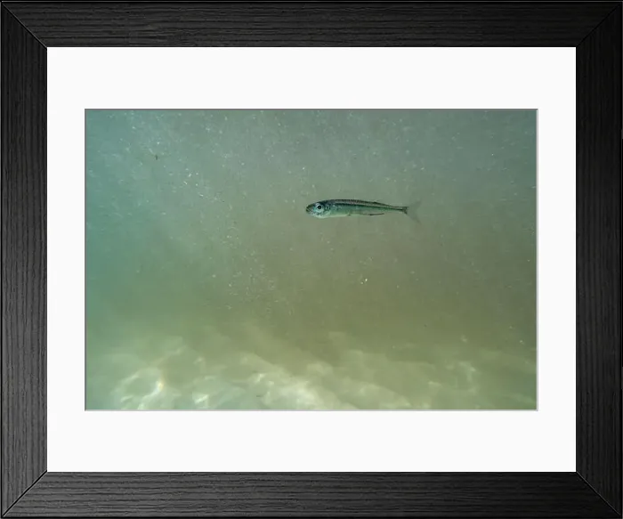 Framed Print : A tiny fish swimming in shallow waters, sunny, France, ocean. High quality photo Framed Print : A tiny fish swimming in shallow waters, sunny, France, ocean. High quality photo