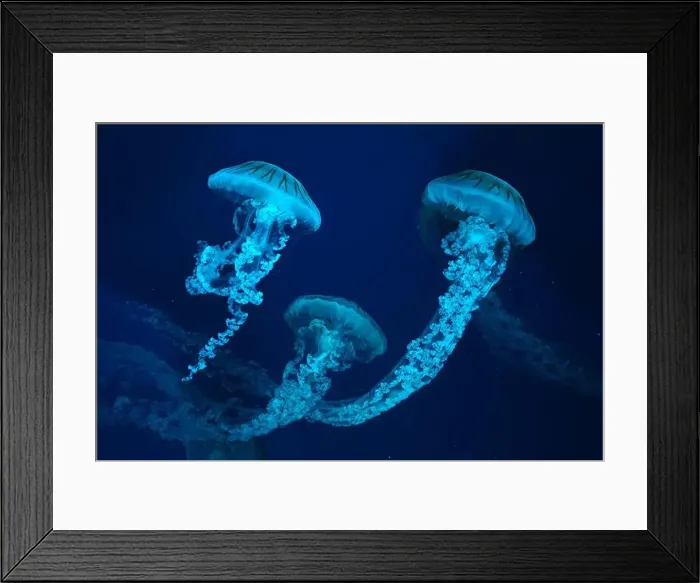 Framed Print : Group of Jellifish South american sea nettle