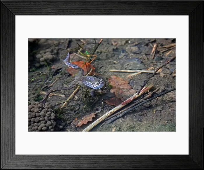 Framed Print : Frogs breeding and spawning in a pond Framed Print : Frogs breeding and spawning in a pond