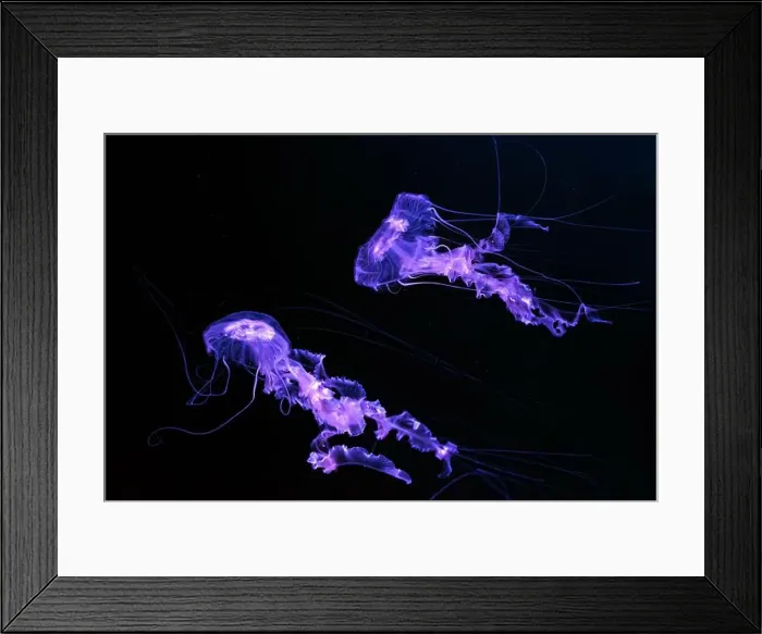 Framed Print : Group of Black sea nettle, Chrysaora achlyos swimming in dark water of aquarium tank with purple neon light