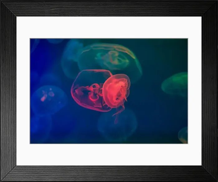 Framed Print : Jellyfish in their natural habitat Framed Print : Jellyfish in their natural habitat
