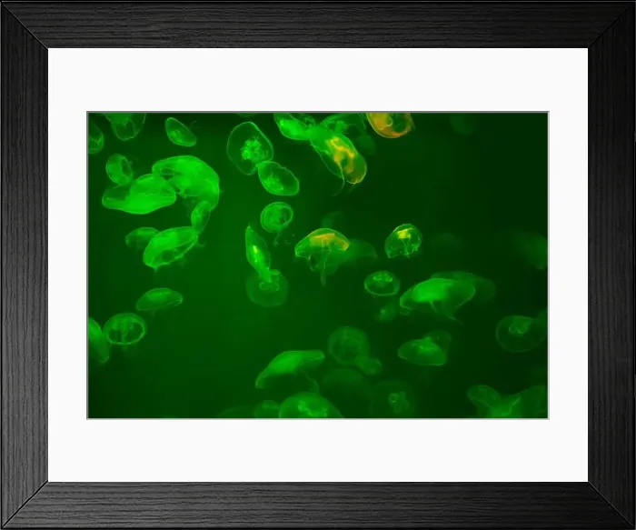 Framed Print : Jellyfish in their natural habitat. Oceanarium, wildlife, colorful underwater world, natural background Framed Print : Jellyfish in their natural habitat. Oceanarium, wildlife, colorful underwater world, natural background