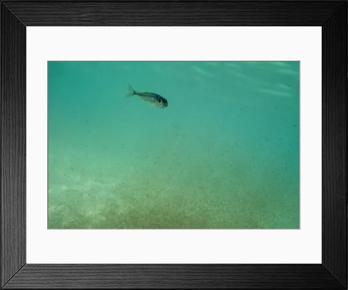 Framed Print : A tiny fish swimming in shallow waters, sunny, France, ocean. High quality photo Framed Print : A tiny fish swimming in shallow waters, sunny, France, ocean. High quality photo
