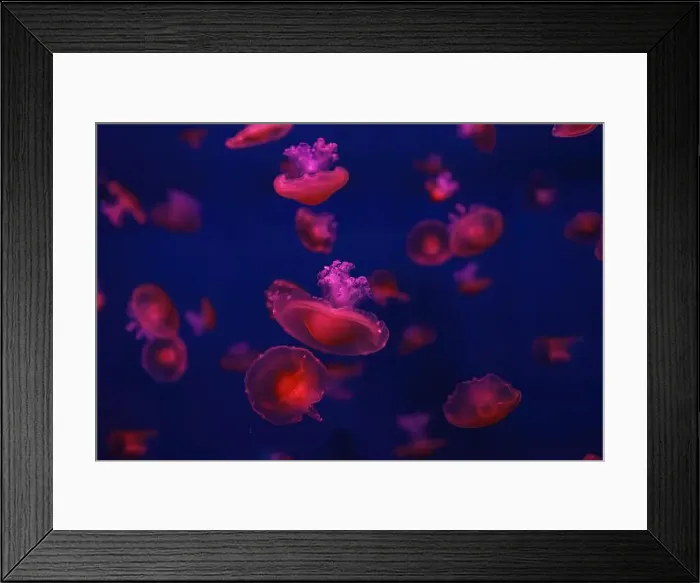 Framed Print : Mediterranean jellyfish Framed Print : Mediterranean jellyfish