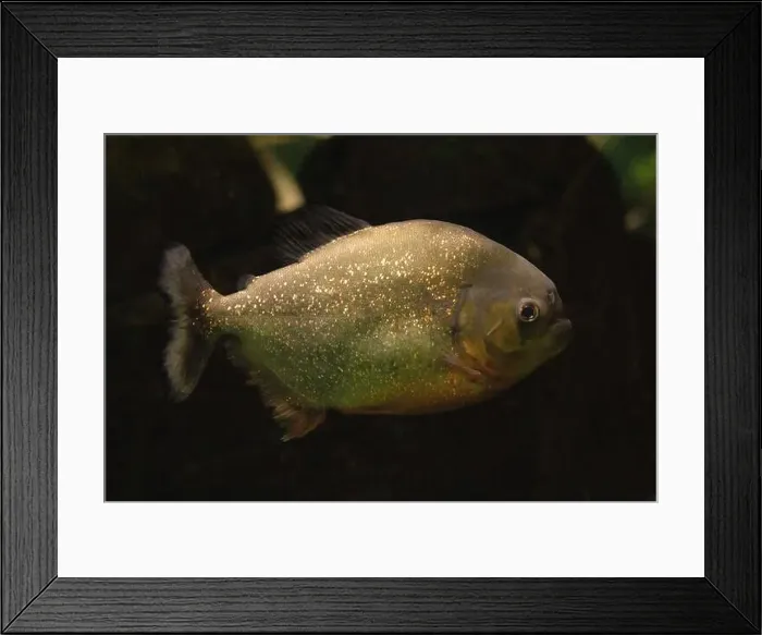 Framed Print : Red piranha (Pygocentrus nattereri), also known as the red-bellied piranha Framed Print : Red piranha (Pygocentrus nattereri), also known as the red-bellied piranha