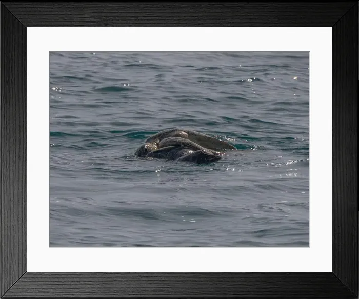 Framed Print : Couple of Green Sea Turtle Mating in Pacific Ocean, baja california sur, mexico Framed Print : Couple of Green Sea Turtle Mating in Pacific Ocean, baja california sur, mexico