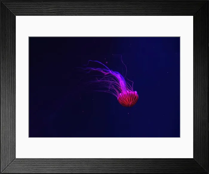 Framed Print : Fluorescent jellyfish swimming underwater aquarium pool with red neon light Framed Print : Fluorescent jellyfish swimming underwater aquarium pool with red neon light
