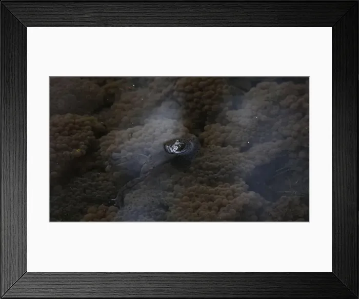 Framed Print : Frogs breeding and spawning in a pond Framed Print : Frogs breeding and spawning in a pond