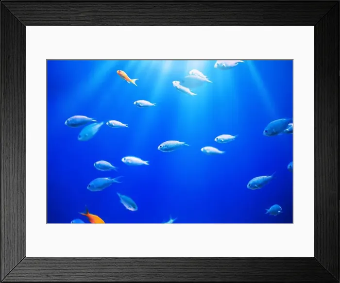 Framed Print : Tropical marine fish on a coral reef Framed Print : Tropical marine fish on a coral reef