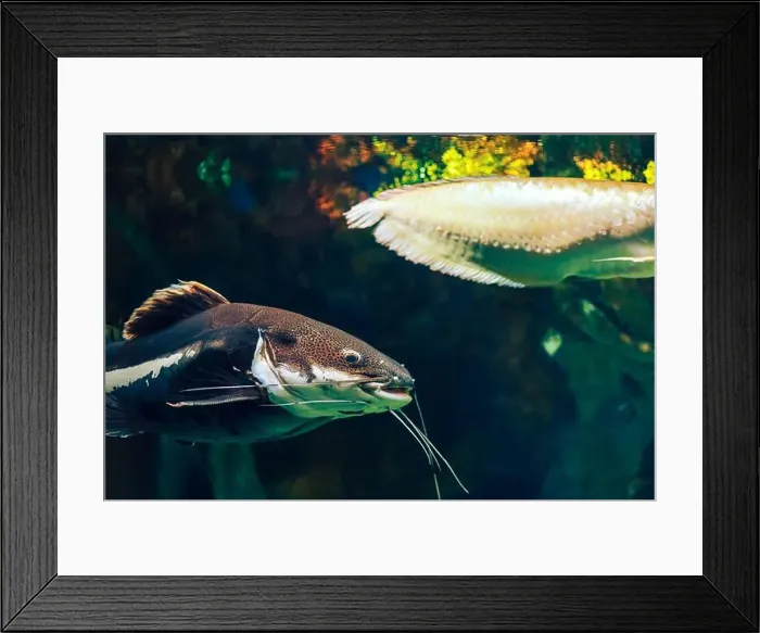 Framed Print : Tropical marine fish in natural habitat. Oceanarium, wildlife, colorful underwater world, aquarium Framed Print : Tropical marine fish in natural habitat. Oceanarium, wildlife, colorful underwater world, aquarium