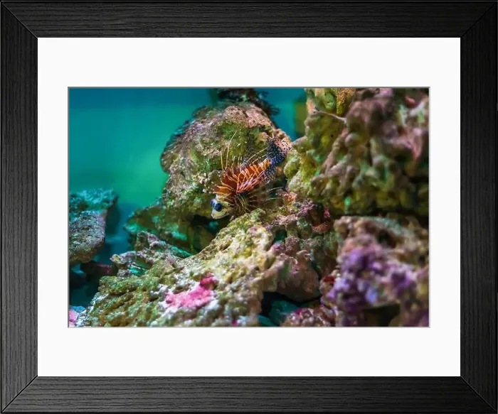 Framed Print : Tropical marine fish on a coral reef. Oceanarium, wildlife, colorful underwater world, aquarium Framed Print : Tropical marine fish on a coral reef. Oceanarium, wildlife, colorful underwater world, aquarium
