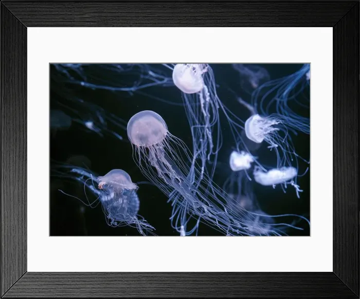 Framed Print : Atlantic sea nettle, Chrysaora quinquecirrha Framed Print : Atlantic sea nettle, Chrysaora quinquecirrha