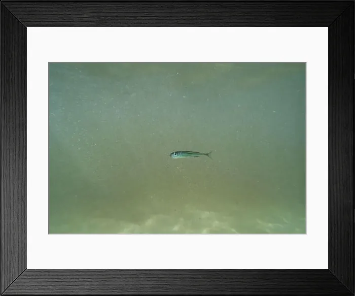 Framed Print : A tiny fish swimming in shallow waters, sunny, France, ocean. High quality photo Framed Print : A tiny fish swimming in shallow waters, sunny, France, ocean. High quality photo