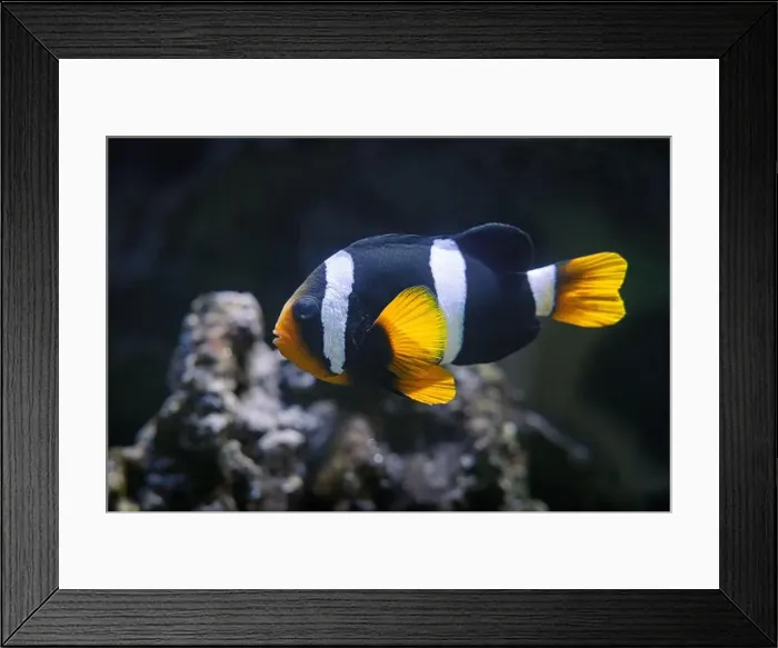 Framed Print : Clark's anemonefish - Amphiprion clarkii Framed Print : Clark's anemonefish - Amphiprion clarkii