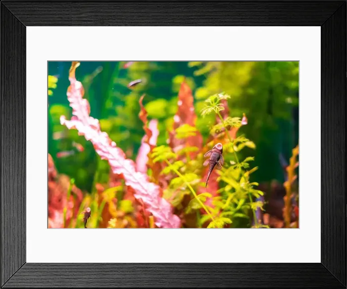 Framed Print : Tropical marine fish stuck in natural habitat Framed Print : Tropical marine fish stuck in natural habitat