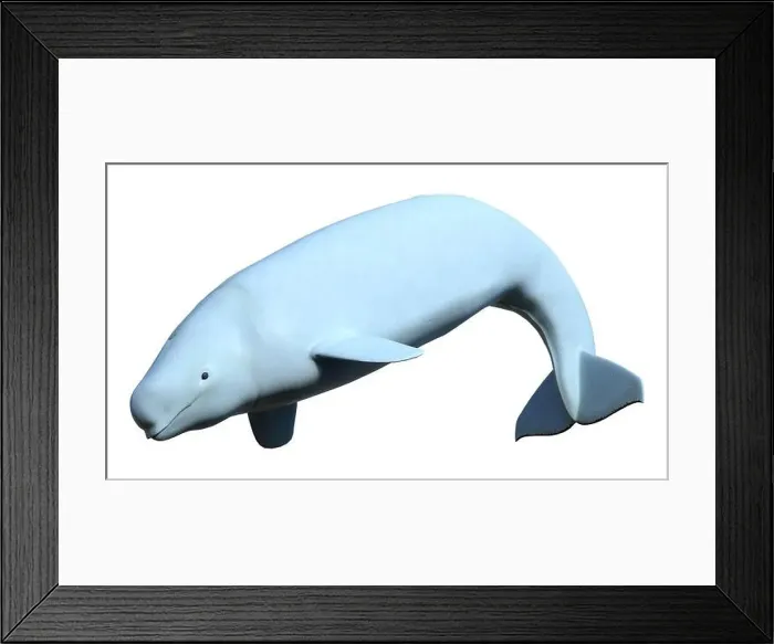 Framed Print : 3D rendering of a female beluga white whale isolated on white background Framed Print : 3D rendering of a female beluga white whale isolated on white background