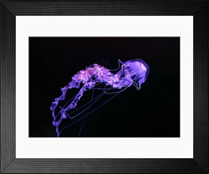 Framed Print : Black sea nettle, Chrysaora achlyos swimming in dark water of aquarium tank with purple neon light Framed Print : Black sea nettle, Chrysaora achlyos swimming in dark water of aquarium tank with purple neon light