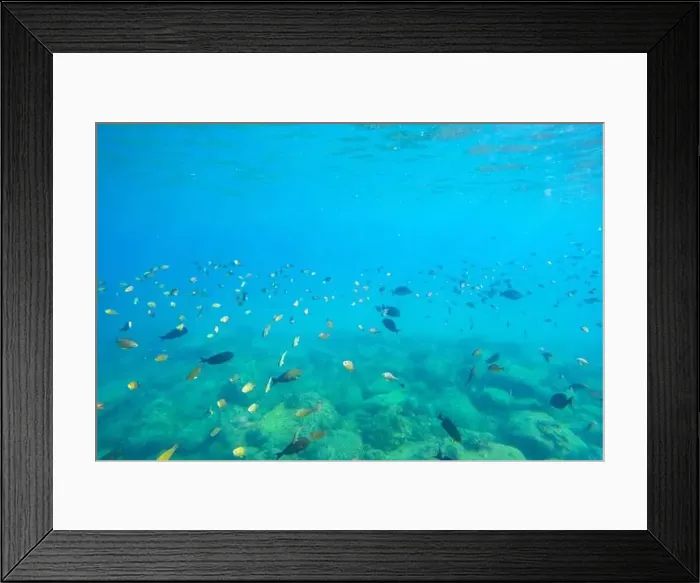 Framed Print : A school of tropical fish near the surface of the water in a sea of warm waters of exotic latitudes Framed Print : A school of tropical fish near the surface of the water in a sea of warm waters of exotic latitudes
