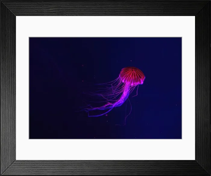 Framed Print : Fluorescent jellyfish swimming underwater aquarium pool with red neon light Framed Print : Fluorescent jellyfish swimming underwater aquarium pool with red neon light