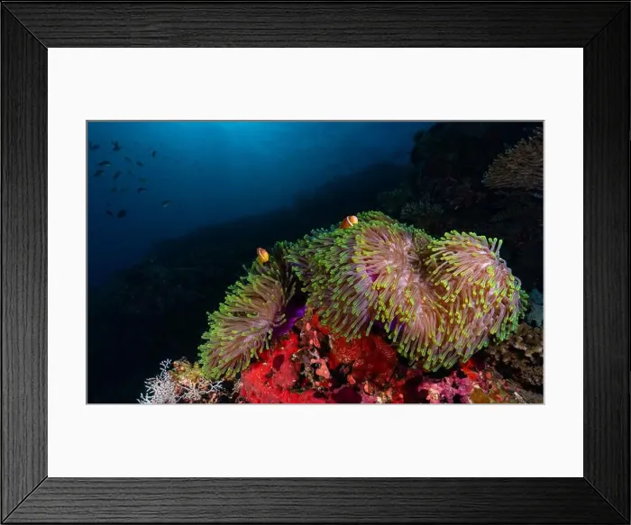 Framed Print : Colourful sea anemone in bright soft coral reef showcasing its symbiotic relationship