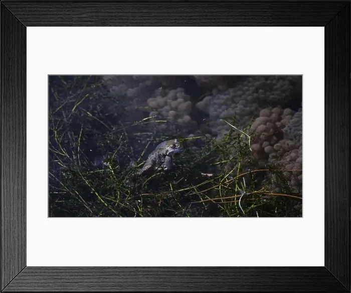 Framed Print : Frogs breeding and spawning in a pond Framed Print : Frogs breeding and spawning in a pond
