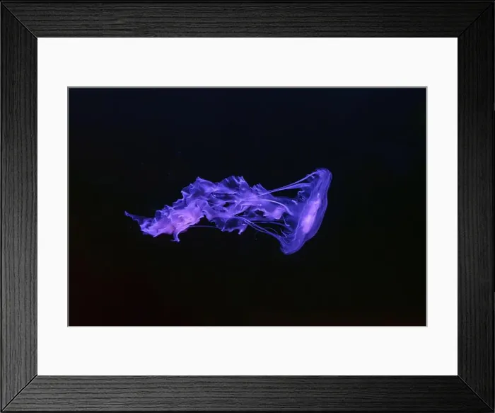 Framed Print : Black sea nettle, Chrysaora achlyos swimming in dark water of aquarium tank with purple neon light Framed Print : Black sea nettle, Chrysaora achlyos swimming in dark water of aquarium tank with purple neon light