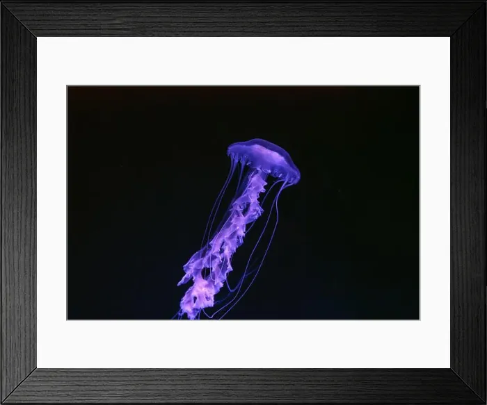 Framed Print : Black sea nettle, Chrysaora achlyos swimming in dark water of aquarium tank with purple neon light Framed Print : Black sea nettle, Chrysaora achlyos swimming in dark water of aquarium tank with purple neon light