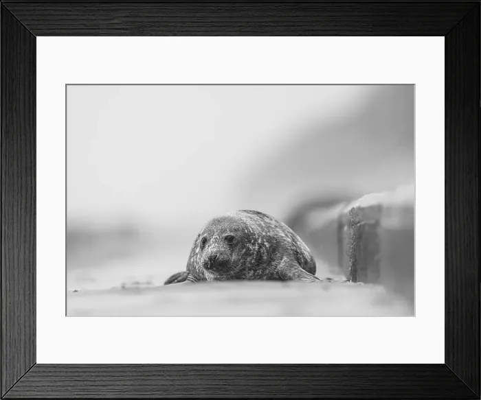 Framed Print : A Grey Seal being washed over by a wave, Norfolk, UK Framed Print : A Grey Seal being washed over by a wave, Norfolk, UK