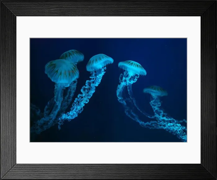 Framed Print : Group of Jellifish South american sea nettle Framed Print : Group of Jellifish South american sea nettle