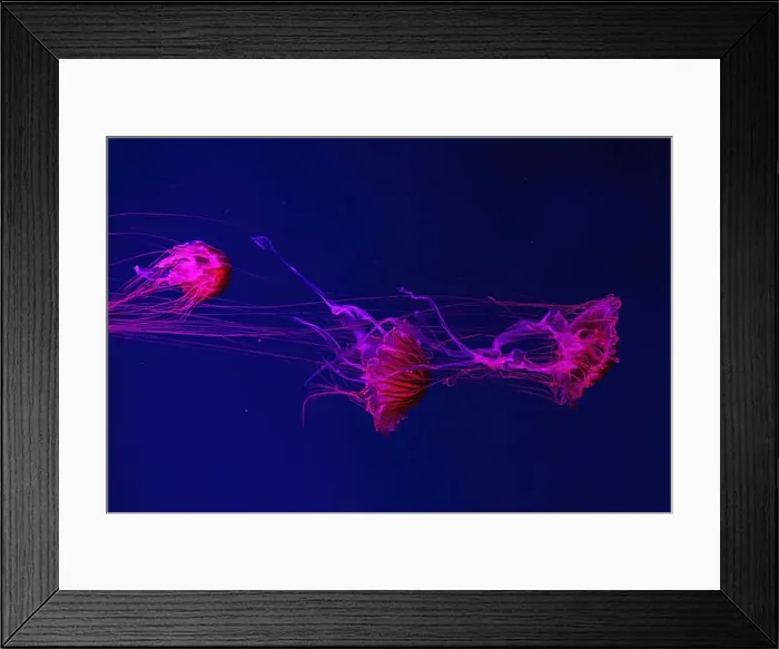 Framed Print : Group of fluorescent jellyfish swimming underwater aquarium pool with red light Framed Print : Group of fluorescent jellyfish swimming underwater aquarium pool with red light