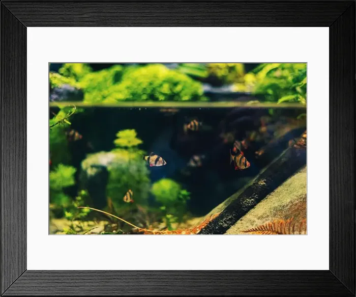 Framed Print : Tropical sea fish in their natural habitat. Oceanarium, wildlife, colorful underwater world, aquarium