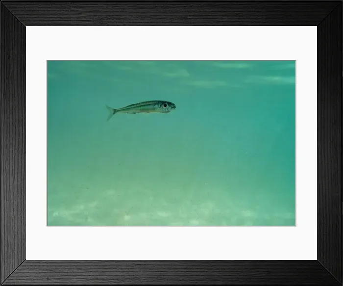 Framed Print : A tiny fish swimming in shallow waters, sunny, France, ocean. High quality photo Framed Print : A tiny fish swimming in shallow waters, sunny, France, ocean. High quality photo