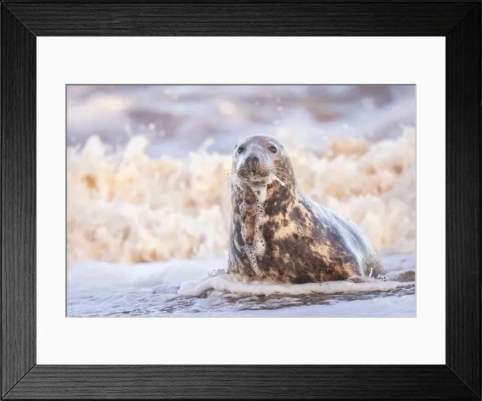 Framed Print : A Grey Seal being washed over by a wave, Norfolk, UK Framed Print : A Grey Seal being washed over by a wave, Norfolk, UK