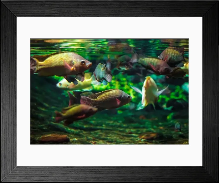 Framed Print : Tropical marine fish in natural habitat Framed Print : Tropical marine fish in natural habitat