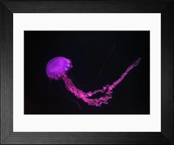 Framed Print : Purple-striped Jellyfish, Chrysaora colorata swimming in dark water of aquarium tank illuminated with pink neon light Framed Print : Purple-striped Jellyfish, Chrysaora colorata swimming in dark water of aquarium tank illuminated with pink neon light