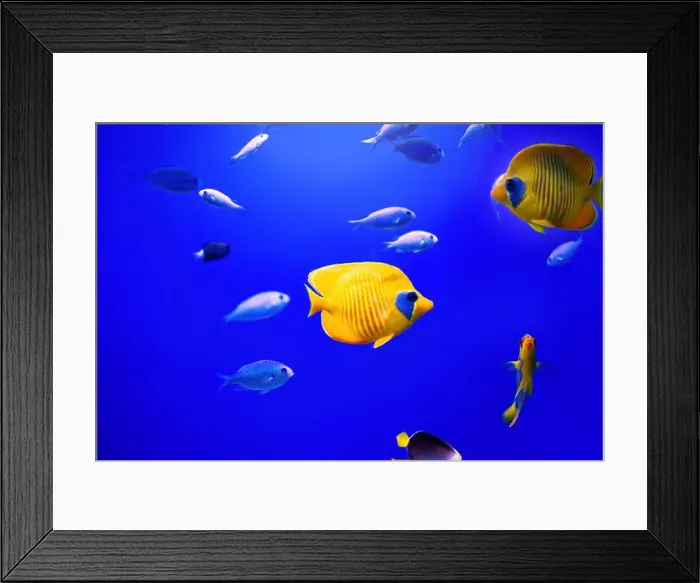 Framed Print : Tropical marine fish on a coral reef Framed Print : Tropical marine fish on a coral reef