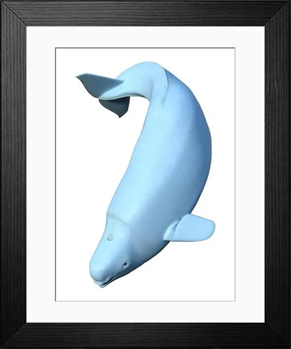 Framed Print : 3D rendering of a female beluga white whale isolated on white background Framed Print : 3D rendering of a female beluga white whale isolated on white background