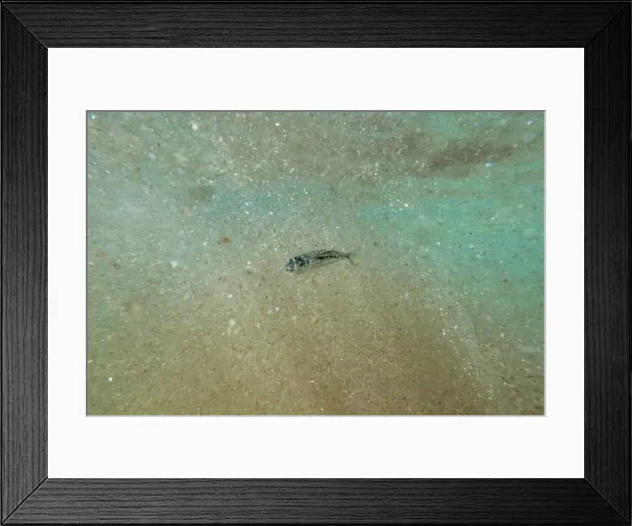Framed Print : A tiny fish swimming in shallow waters, sunny, France, ocean. High quality photo Framed Print : A tiny fish swimming in shallow waters, sunny, France, ocean. High quality photo