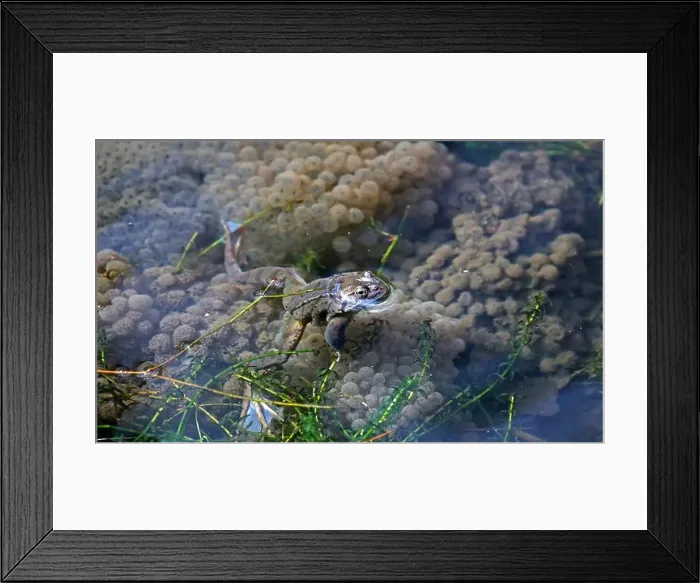 Framed Print : Frogs breeding and spawning in a pond Framed Print : Frogs breeding and spawning in a pond