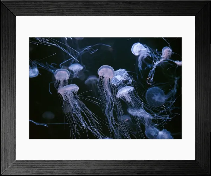 Framed Print : Atlantic sea nettle, Chrysaora quinquecirrha Framed Print : Atlantic sea nettle, Chrysaora quinquecirrha