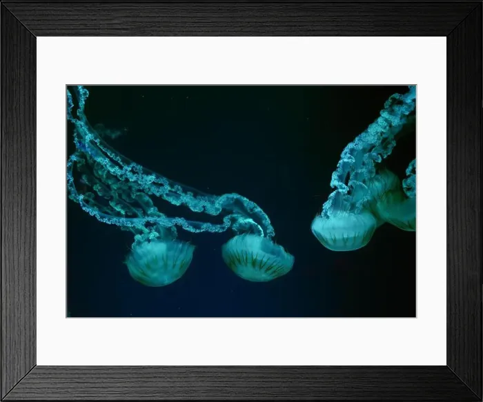 Framed Print : Group of Jellifish South american sea nettle Framed Print : Group of Jellifish South american sea nettle