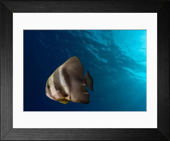 Framed Print : A solitary batfish against the contrast of a deep blue sea with sunlight filtering through the water above Framed Print : A solitary batfish against the contrast of a deep blue sea with sunlight filtering through the water above