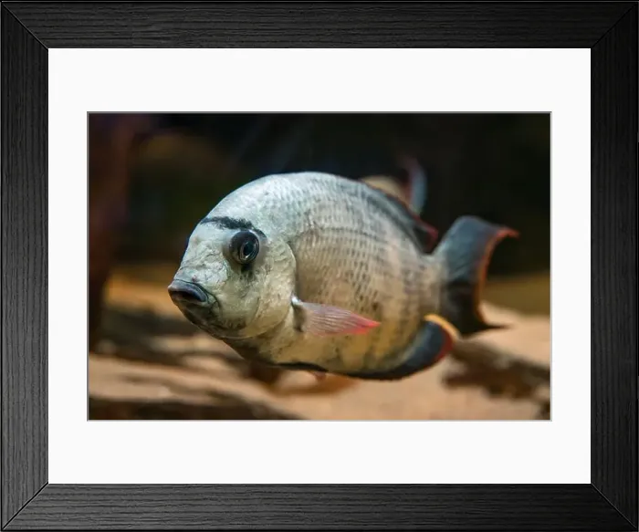 Framed Print : Paretroplus menarambo fish