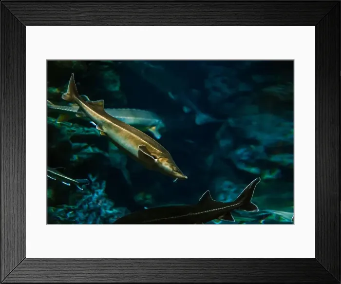 Framed Print : Sturgeon fish in its natural habitat Framed Print : Sturgeon fish in its natural habitat