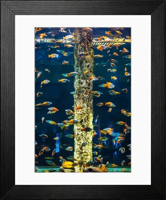 Framed Print : Tropical marine fish in natural habitat Framed Print : Tropical marine fish in natural habitat
