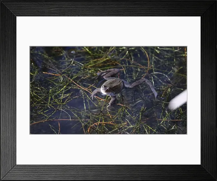 Framed Print : Frogs breeding and spawning in a pond Framed Print : Frogs breeding and spawning in a pond