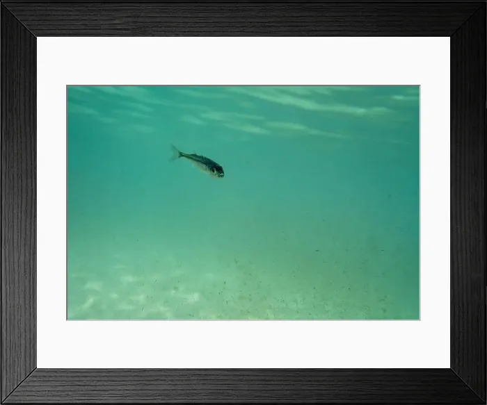 Framed Print : A tiny fish swimming in shallow waters, sunny, France, ocean. High quality photo Framed Print : A tiny fish swimming in shallow waters, sunny, France, ocean. High quality photo